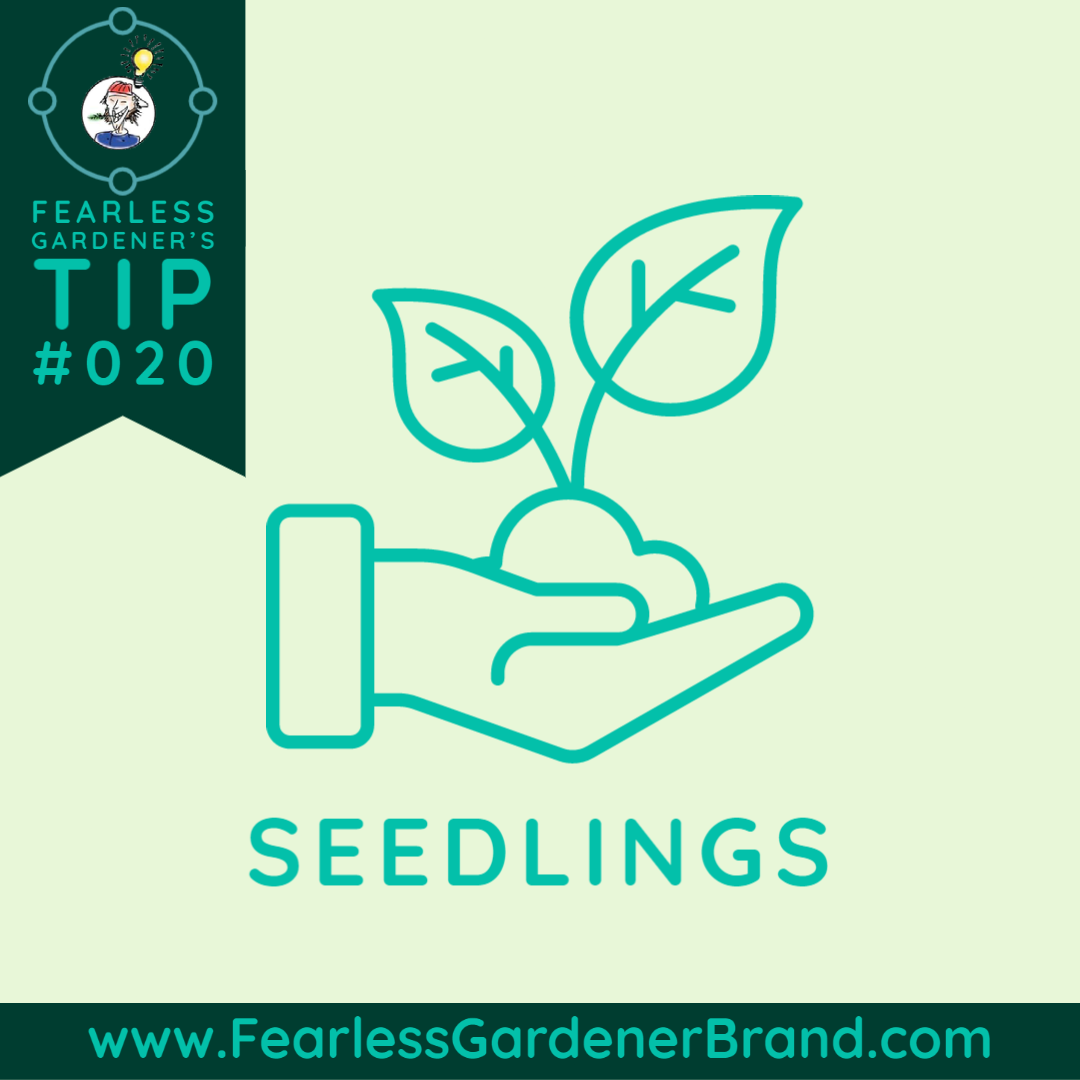 Fearless Gardener's Tip #020 : Seedlings